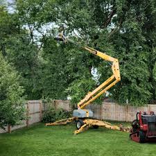 Trusted Vergennes, VT  Tree Services Experts