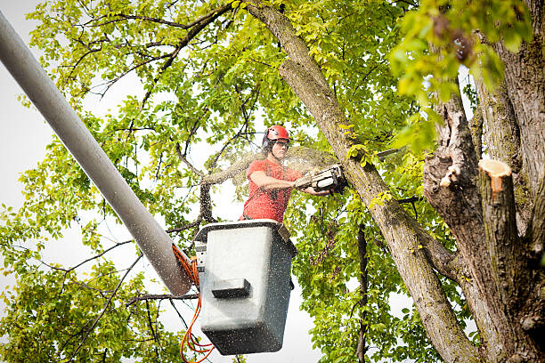 Best Tree Maintenance Programs  in Vergennes, VT